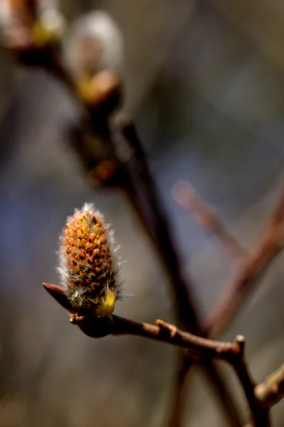 Flor de salgueiro. Primavera . — Fotografia de Stock