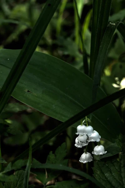 Lily vadi. Çiçek. Ahşap. — Stok fotoğraf