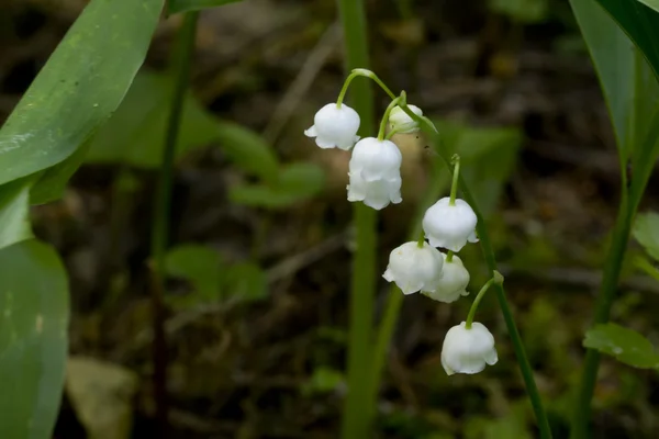 Lily of the valley. Flower. Wood. — Stock Photo, Image