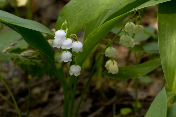 Lily of the valley. Flower. Wood. — Stock Photo, Image