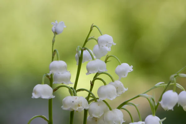 Lily of the valley. Flower. Wood. — Stock Photo, Image