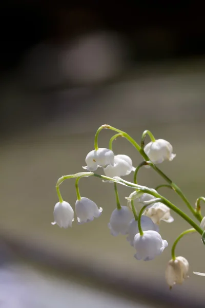 Lily of the valley. Flower. Wood. — Stock Photo, Image