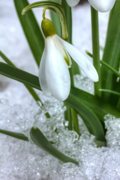 Snowdrop. Flower. Wood. Spring. — Stock Photo, Image