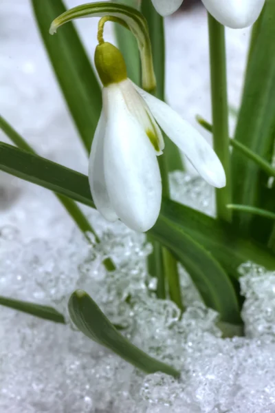 Caída de nieve. Flor. Madera. Primavera . —  Fotos de Stock