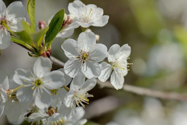 Cherry flowers. Spring. — Stock Photo, Image