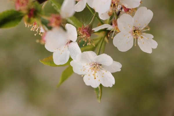 Cherry flowers. Spring. — Stock Photo, Image