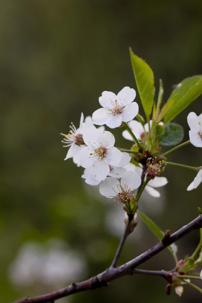 Cherry flowers. Spring. — Stock Photo, Image