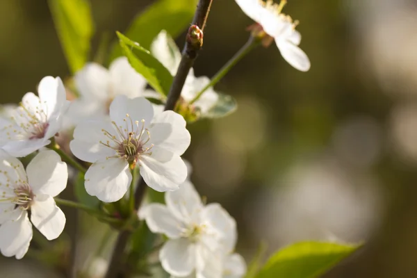 Cherry flowers. Spring. — Stock Photo, Image