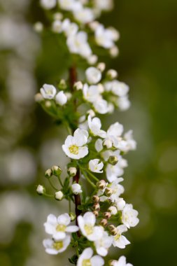 BlackBerry çiçek. Bahar.