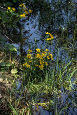 Kadife çiçeği çiçek. Bahar.