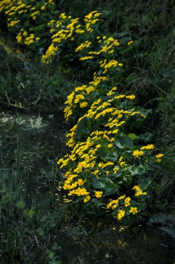 Kadife çiçeği çiçek. Bahar.