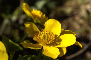 Kadife çiçeği çiçek. Bahar.