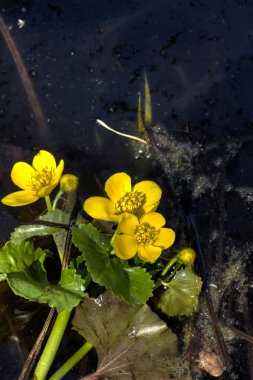 Kadife çiçeği çiçek. Bahar.