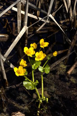 Kadife çiçeği çiçek. Bahar.