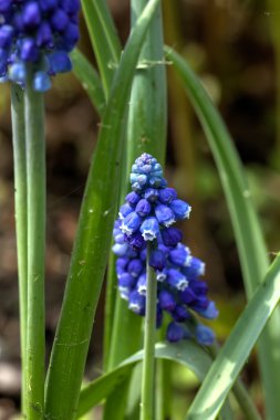 Muscari çiçek. Bahar.