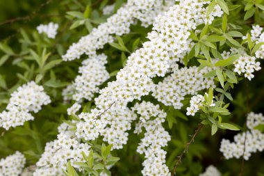 Çiçek açan erkeçsakalı. Bahar.
