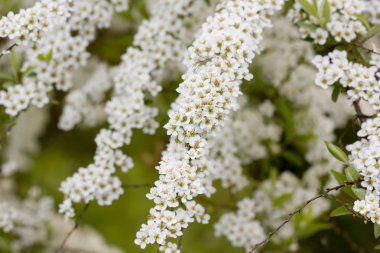 Çiçek açan erkeçsakalı. Bahar.