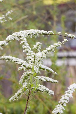 Çiçek açan erkeçsakalı. Bahar.