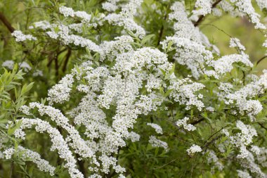 Çiçek açan erkeçsakalı. Bahar.