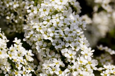 Çiçek açan erkeçsakalı. Bahar.