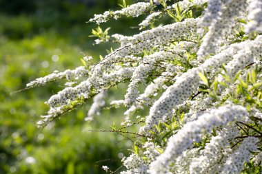 Çiçek açan erkeçsakalı. Bahar.