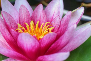 Kırmızı nilüfer. Çiçek.