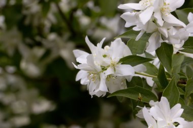 Sahte turuncu çiçekler.