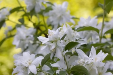 Sahte turuncu çiçekler.