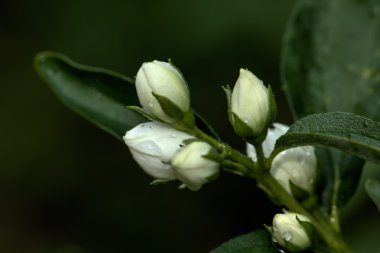 Sahte turuncu çiçekler.