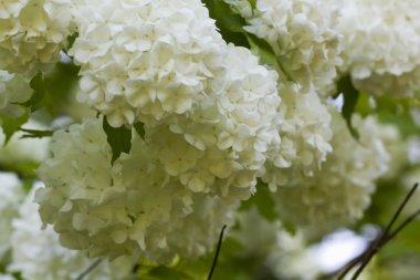 Guelder-gül çiçek. Bahçe.