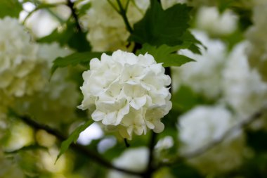 Guelder-gül çiçek. Bahçe.