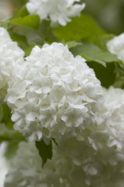 Guelder-gül çiçek. Bahçe.