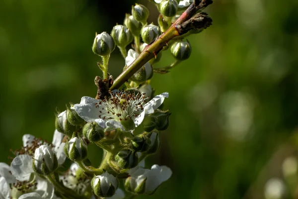 ブラックベリーの花。春. — ストック写真