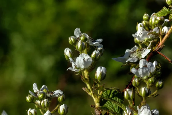 Blackberry flower. Spring. — Stock Photo, Image