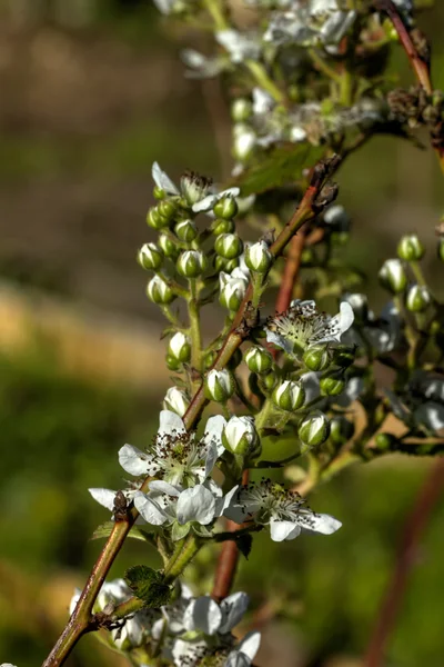 Fiore di more. Primavera . — Foto Stock