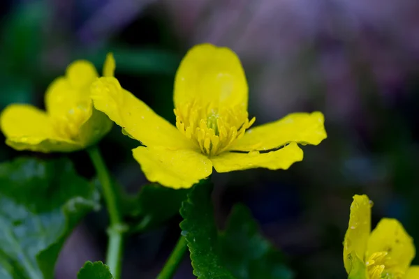 Marigold flower. Spring. — Stock Photo, Image