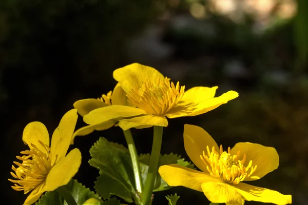 Marigold квітка. Весна . — стокове фото