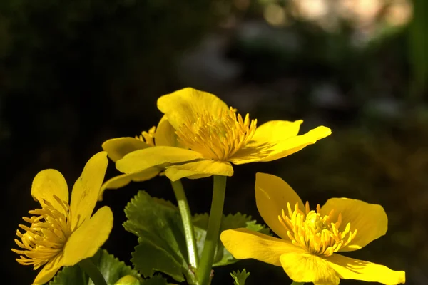 Flor de calêndula. Primavera . — Fotografia de Stock