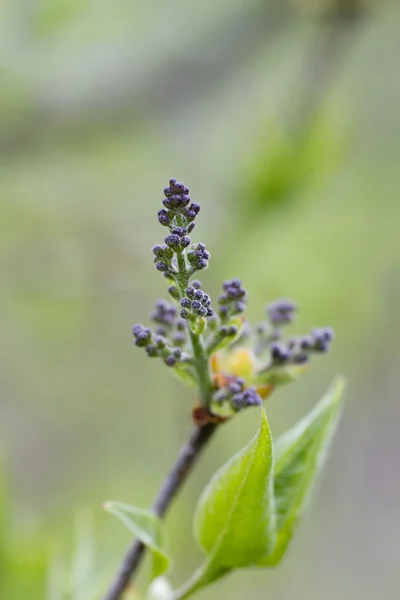 Lila blommor. Våren. — Stockfoto