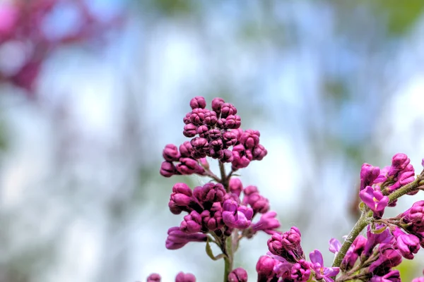 Fialovými květy. Jaro. — Stock fotografie