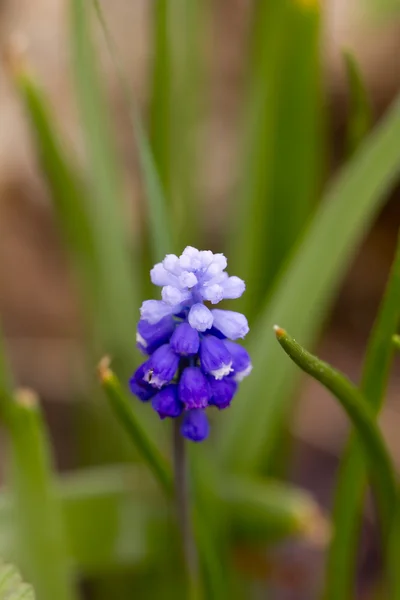 Muscari blomma. Våren. — Stockfoto