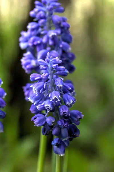 Muscari flower. Spring. — Stock Photo, Image