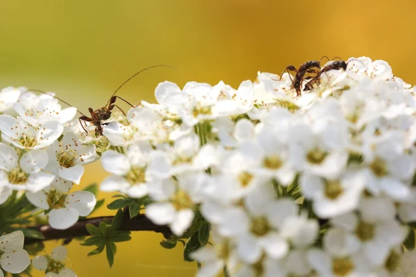 Bloeiende spirea. Lente. — Stockfoto