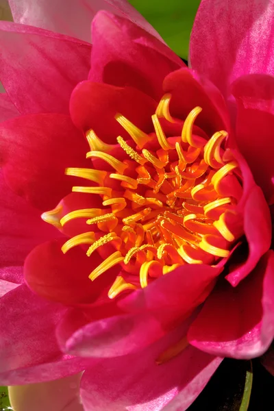 White water lily. Flower. — Stock Photo, Image