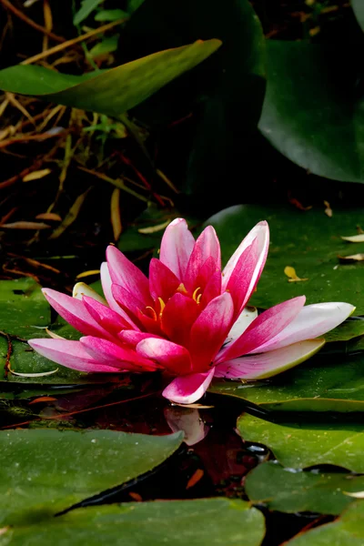 Lírio de água branca. flor . — Fotografia de Stock