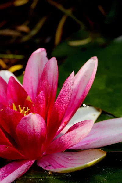 Lírio de água vermelha. Flor . — Fotografia de Stock