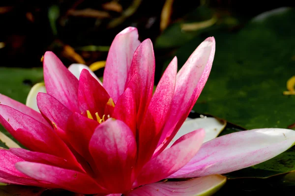 Red water lily. Flower. — Stock Photo, Image