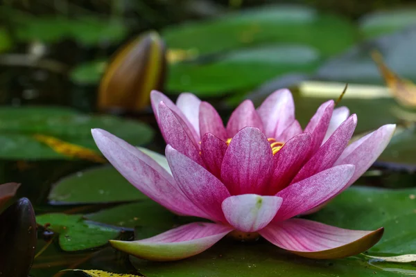 Lirio de agua roja. Flor . — Foto de Stock