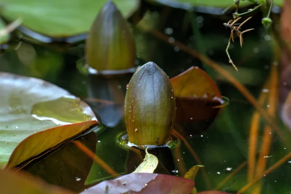 Lírio de água vermelha. Flor . — Fotografia de Stock