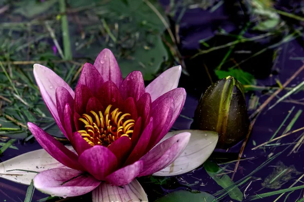 Rote Seerose. Blume. — Stockfoto